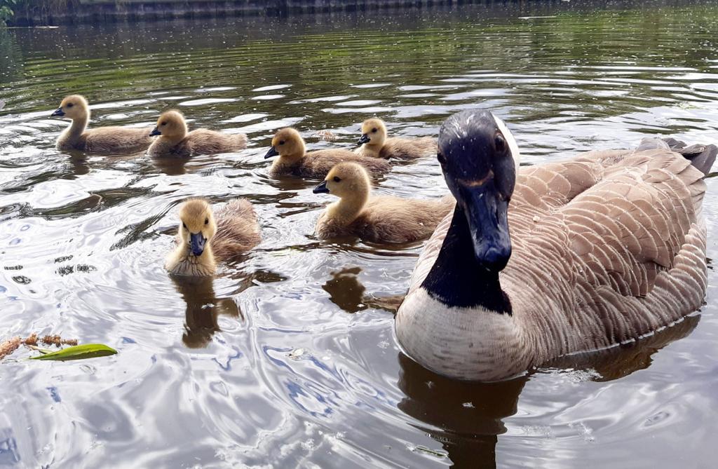 Top 10 wildlife hotspots to enjoy on a canal boat holiday