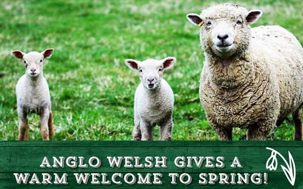Hooray! Spring is in the air and nature is flourishing around Anglo Welsh canal routes
