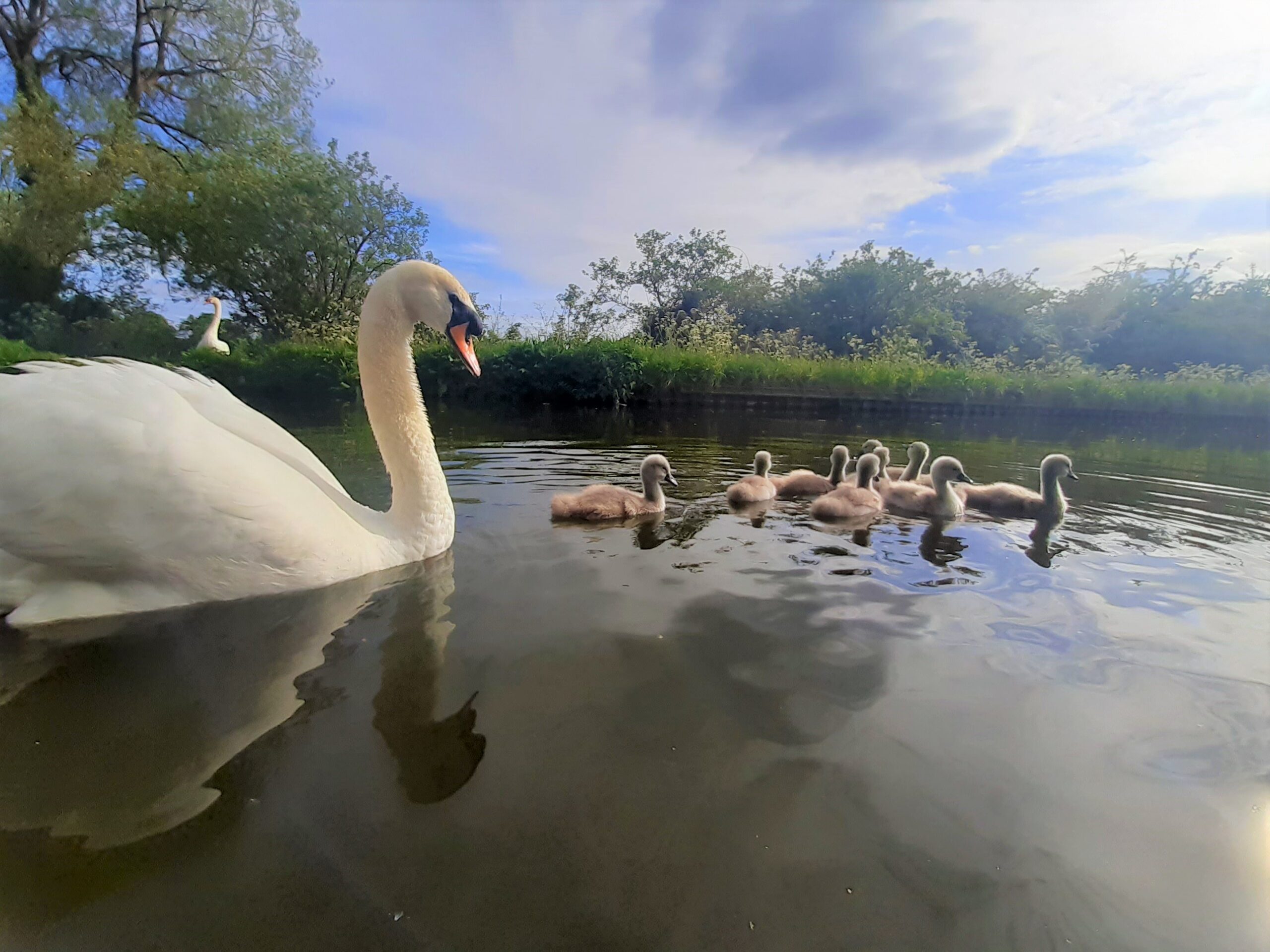 Best canal boat holiday wildlife destinations